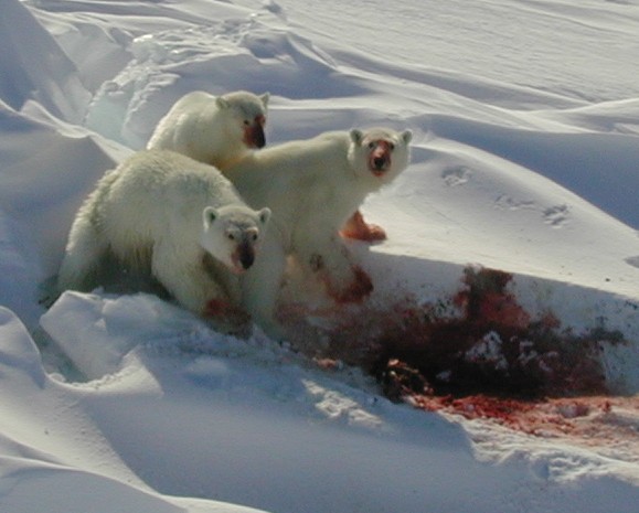 bear eating someone