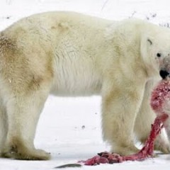 What do Polar Bears and Islamic Radicals have in common?